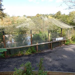 Mixed waterfowl aviary 290923