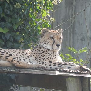 Cheetah 290923