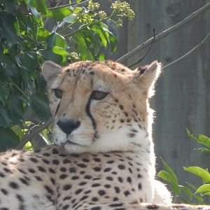 Cheetah 290923