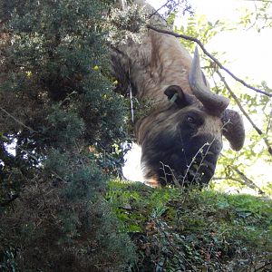 Mishmi takin 290923