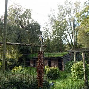 Marabou aviary 290923