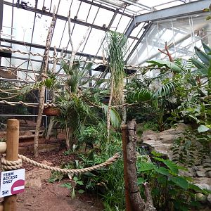 Linnaeus two-toed sloth enclosure 290923