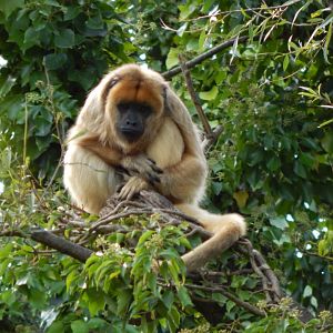 Black and gold howler female 290923