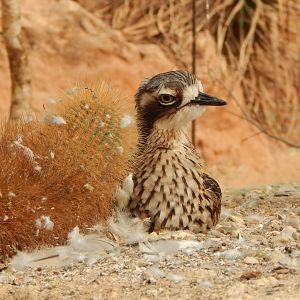 Desert House - Bush thick-knee 290923