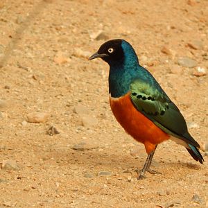 Desert House - Superb starling 290923