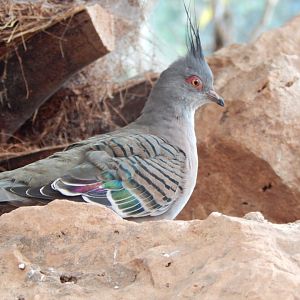 Desert House - Crested pigeon 290923