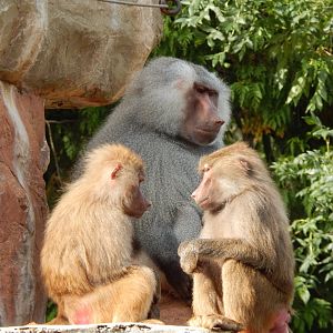 Hamadryas baboons 290923