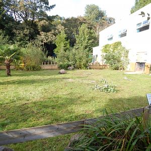 Aldabra giant tortoise enclosure 290923