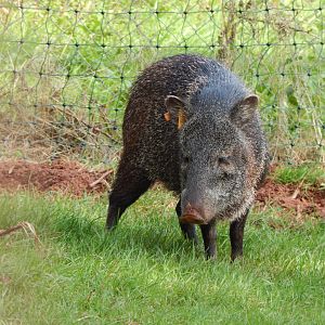 Collared peccary 290923