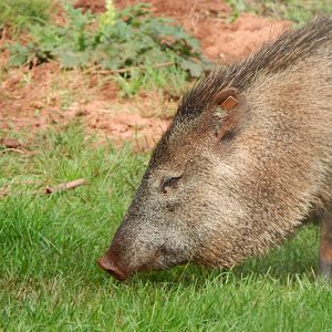 Collared peccary 290923