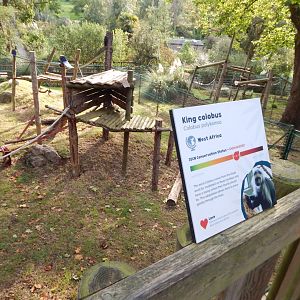 Monkey Heights - King colobus enclosure 290923