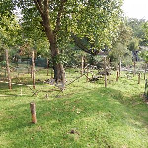 Monkey Heights - Sulawesi crested macaque enclosure 290923