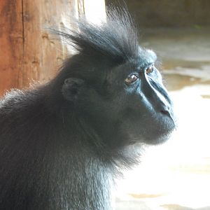 Monkey Heights - Sulawesi crested macaque 290923