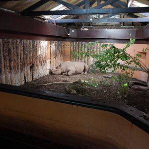 Eastern black rhinoceros indoors 290923