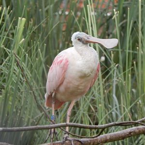 Roseate spoonbill 290923