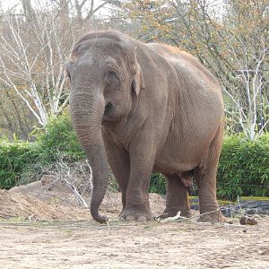 Asian elephant 241123