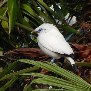 Islands - Bali myna 241123