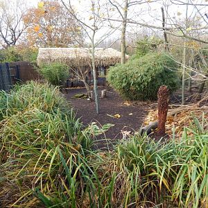 Islands - Goodfellow's tree kangaroo/Dusky pademelon enclosure 241123
