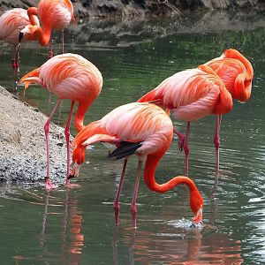 American flamingo  (Phoenicopterus ruber), 2023-05-16