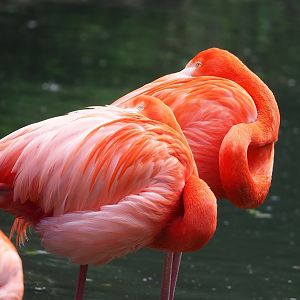 American flamingo  (Phoenicopterus ruber), 2023-05-16
