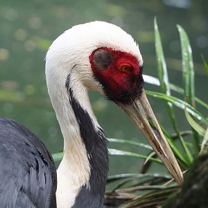 White-naped crane (Antigone vipio), 2023-05-16