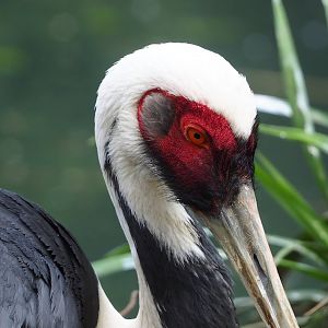 White-naped crane (Antigone vipio), 2023-05-16