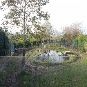 Islands - Malayan tapir enclosure 241123