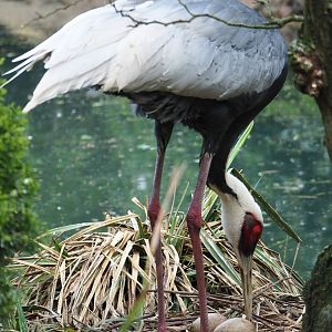 White-naped crane (Antigone vipio) turning eggs, 2023-05-16
