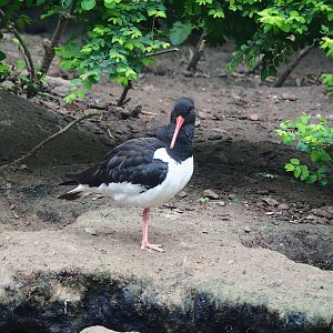 Eurasian Oystercatcher (Haematopus ostralegus), 2023-05-15