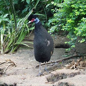 Eastern crested guineafowl (Guttera pucherani), 2023-05-16