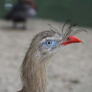 Red-legged seriema (Cariama cristata), 2023-05-16