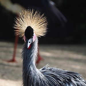 Eastern grey-crowned crane (Balearica regulorum gibbericeps), 2023-05-16
