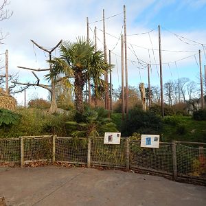 Islands - Sumatran orangutan/Silvery gibbon enclosure 241123