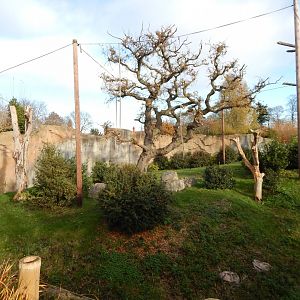 Islands - Sumatran orangutan/Silvery gibbon enclosure 241123