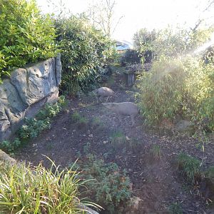 Islands - Sulawesi babirusa enclosure 241123