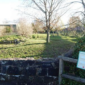 South American tapir enclosure 241123