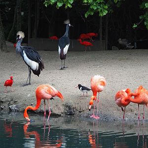 Cathedral aviary/Large walk-through aviary birds, 2023-05-16