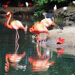 Cathedral aviary/Large walk-through aviary birds, 2023-05-16