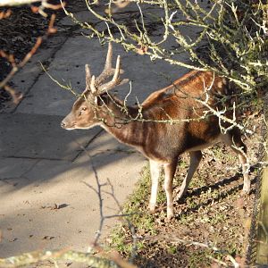 Visayan spotted deer 241123