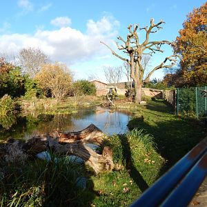 Giant otter enclosure 241123