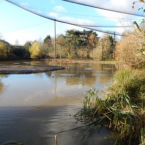Latin American Wetlands Aviary 241123