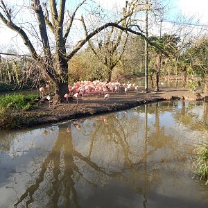 Latin American Wetlands Aviary 241123