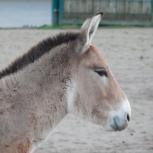 Persian onager 241123