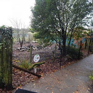Red river hog enclosure 121223