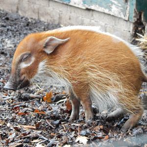 Red river hog juvenile 121223