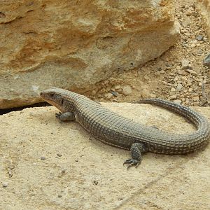 Thriving Through Nature - Sudan plated lizard 121223