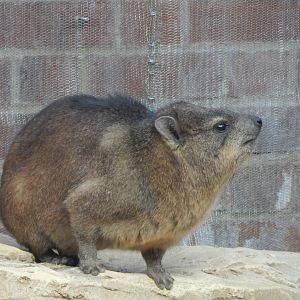 Thriving Through Nature - Rock hyrax 121223