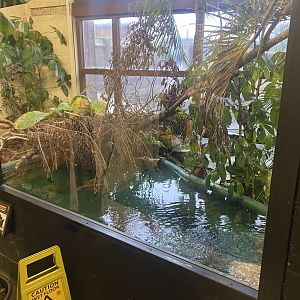 Alligator snapping turtle exhibit 040124