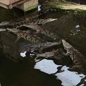 Nile crocodiles 040124
