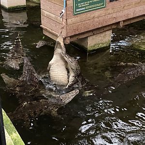 Nile crocodiles 040124